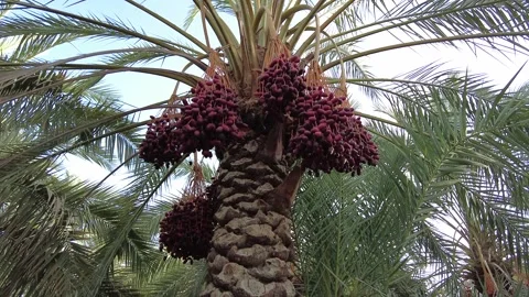 Palm tree with red seeds 動画素材 159577630