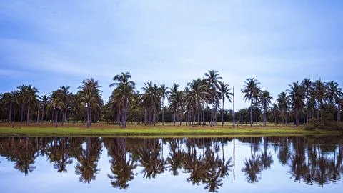 Palm tree reflect shadow on surface of lake beautiful sky in Prachubkeereek.. Stock Photos