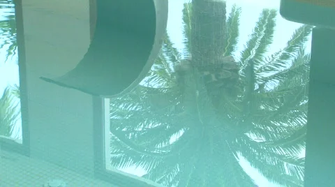 Palm tree reflect in water Stock Footage 773801