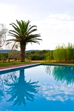Palm Tree Reflected in Swimming Pool Stock Photos