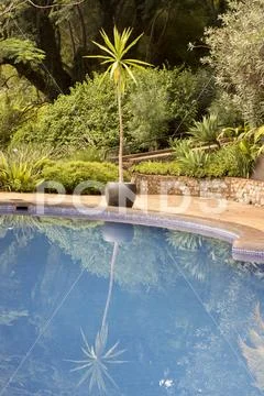 Palm tree reflecting in blue water Stock Photos