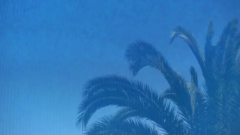 Palm tree reflection in blue swimming pool water surface Stock Footage 100675209