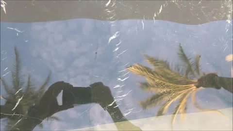 Palm Tree Reflection Stock Footage 175161918