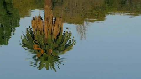 Palm tree reflection over water Stock Footage 136867976