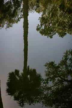 Palm Tree Reflection on Still Pond Water Abstract Florida Stock Photos
