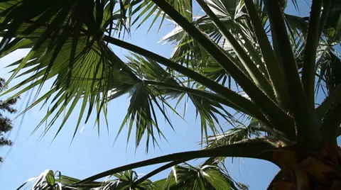 Palm tree relaxation - HD Stock Footage 31385336