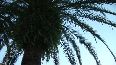 Palm tree resort Stock Footage 492596