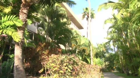 Palm Tree Resort Tilt Stock Footage 25541264