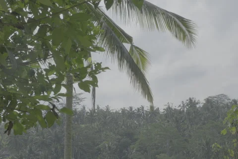 Palm Tree Reveal Stock-Footage 246410527