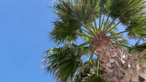 Palm tree on the right looking up against deep blue sky Stock Footage 148145299