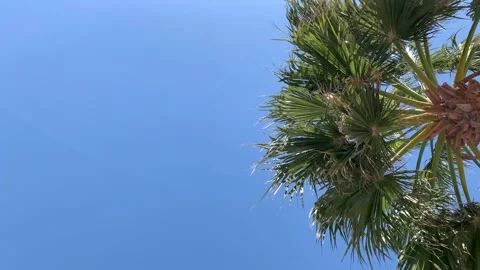 Palm tree on the right looking up against blue sky Stock Footage 148145371