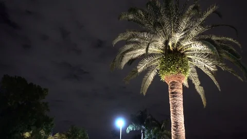 Palm Tree Right Side To Left Side At Night Well Lit Dark Evening Shot In Tro Stock Footage 126234608