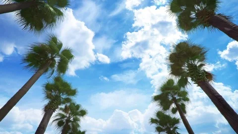 Palm tree road looping with alpha channel Stock Footage 83954530