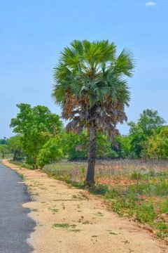 Palm Tree In Road Site. Looking Beautiful With Blue Sky Background. Stock Photos