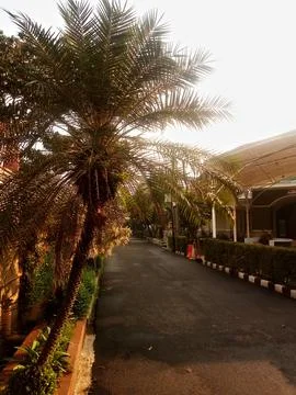 Palm Tree on the roadside Stock Photos