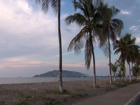 Palm Tree Rolling View1 Stock Footage 98108999