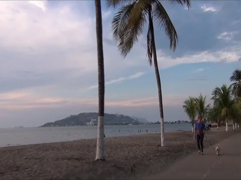 Palm Tree Rolling View2 Stock Footage 98109160