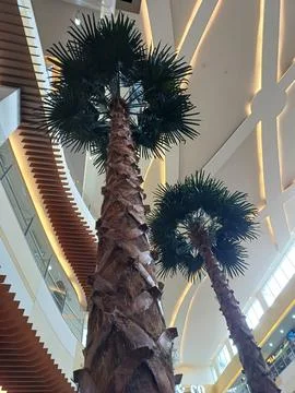Palm tree in the room Stock Photos