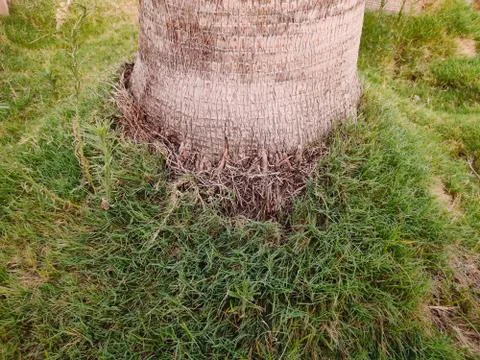 Palm tree roots in ground full of grass Stock Photos
