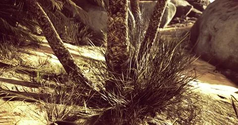 Palm tree roots in a sandy landscape with surrounding vegetation detail 스톡 일러스트