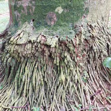 Palm tree roots visible from the outside Stock Photos