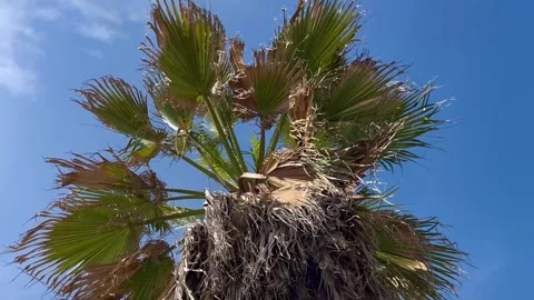 Palm tree rotates against the blue sky, view from below - stock video Stock Footage 240344765