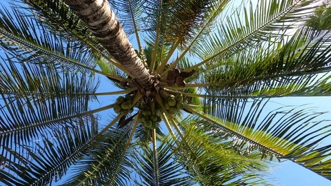 Palm tree, rotates Stock Footage 128230587