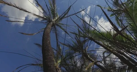 Palm tree - rotating skyward gimbal shot Vídeo Stock 121996907