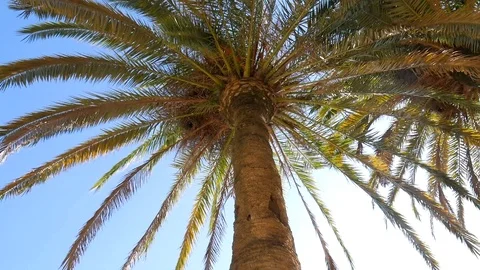 Palm Tree Rotation Stock Footage