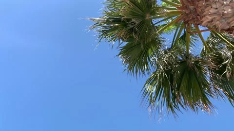 Palm tree rotation looking up against blue sky Stock Footage 148145103