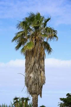 Palm Tree with Rough Trunk and Green Crown Against Clear Sky Stock Photos
