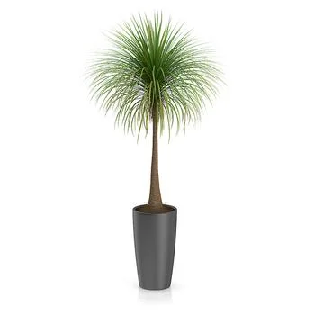 Palm Tree in Round Pot 3 3D Model