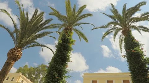 Palm Tree Row In Front of Building Cloud Lapse Stock Footage 87498543