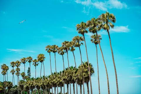 Palm tree row with seagull Stock Photos