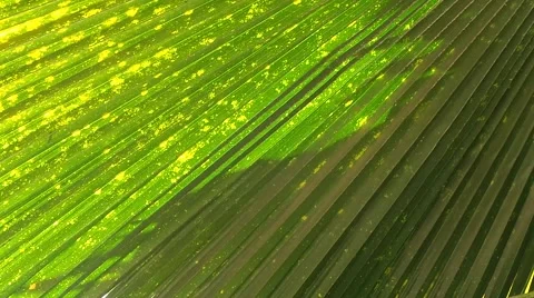 Palm tree in saly in the senegal Video stock 52558137