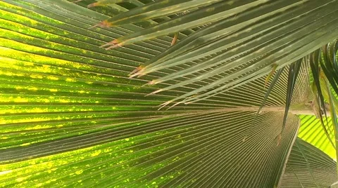 Palm tree in saly in the senegal Stock Footage 52558363