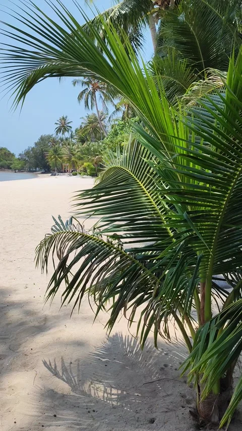 Palm tree on sandy beach with blue sky and water background Stock Footage 347000734