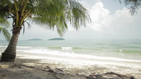 Palm Tree Sandy Beach Ocean Sunshine Stock Footage 43070890