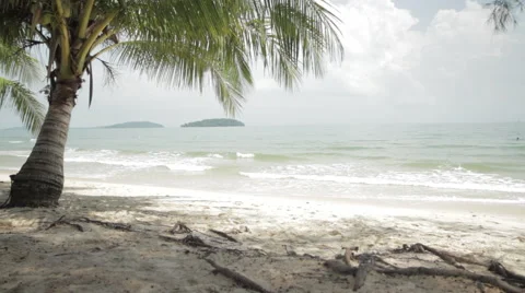 Palm Tree Sandy Beach Ocean Sunshine Stock Footage 43072028