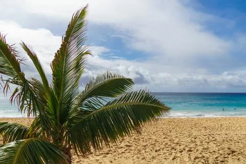 A palm tree on a sandy beach with the ocean in the background Stock Photos