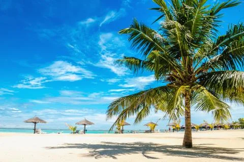 Palm tree on the sandy beach with palm tree umbrella Stock Photos