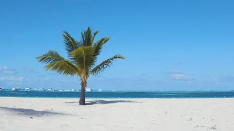Palm tree on a sandy beautiful beach, turquoise water of Atlantic Ocean Stock Footage 130982148