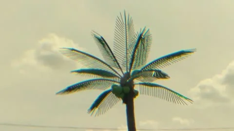 Palm Tree Scene (HD) Stock Footage 11344330