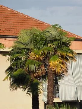 Palm tree scient. class. areaceae Stock Photos