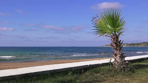 Palm tree on the sea beach background on a sunny summer day Stock Footage 93374606