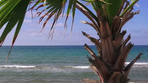 Palm tree on the sea beach background on a sunny summer day Stock Footage 93851092