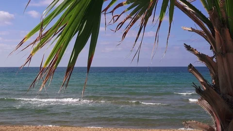 Palm tree on the sea beach background on a sunny summer day Stock Footage 93851175