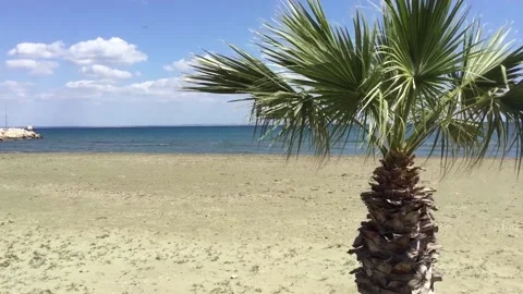 Palm tree with sea landscape Video stock 88772773