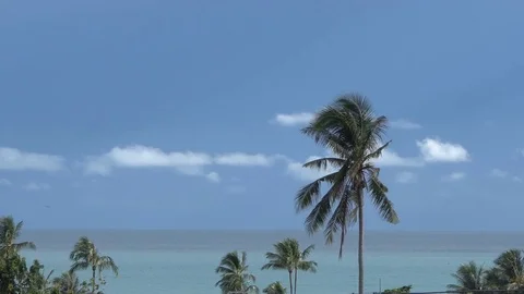 Palm Tree with Sea View Video stock 81134508