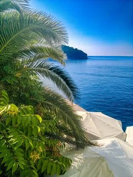 Palm Tree Sea View Stock-Fotos